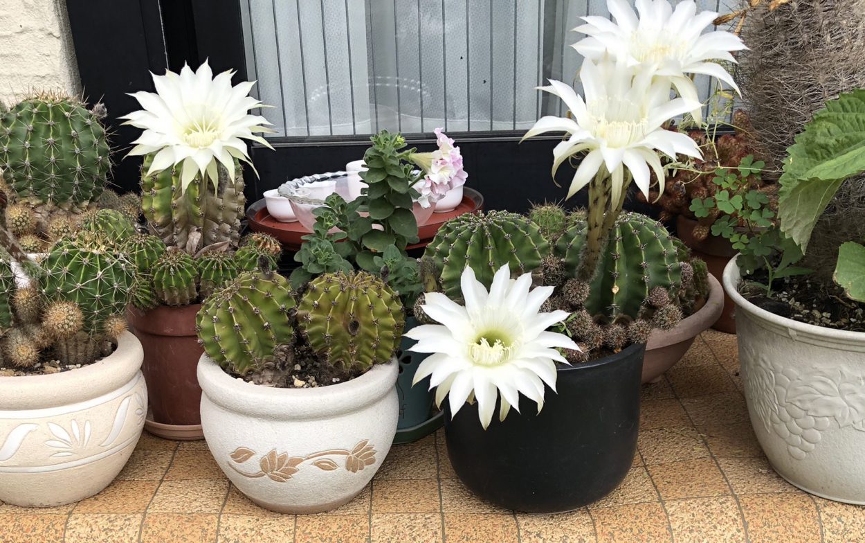 今年もサボテンの花が咲きました 木花咲